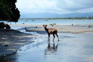 TAMAN CAGAR ALAM PANGANDARAN WISATA EDUKASI FLORA DAN FAU